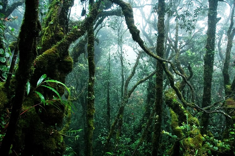 Op avontuur in Belum Rainforest